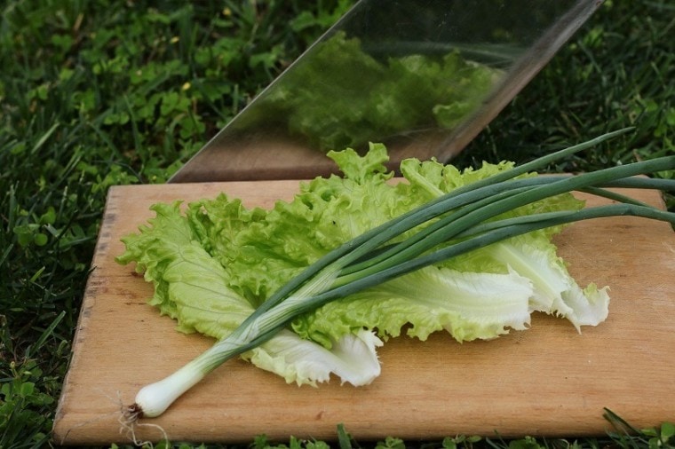 罗曼lettuce-pixabay