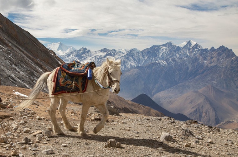 西藏的小马在山上