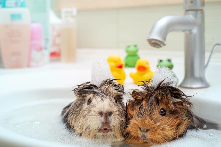 两个豚鼠洗澡