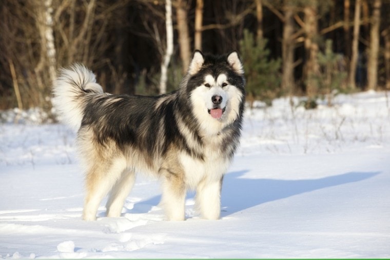 雪地里的阿拉斯加雪橇犬