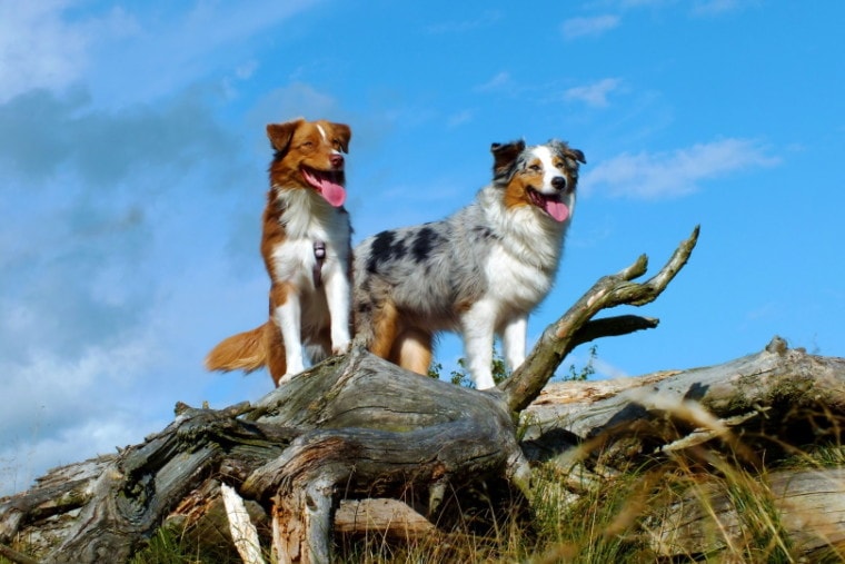 澳大利亚shephered dogs_No万博matext手机官网rdwind_Pixabay