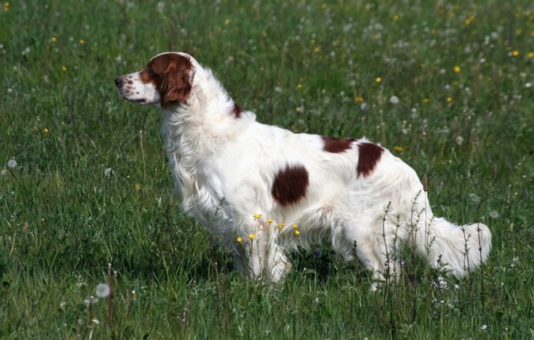 爱尔兰红白相间的塞特猎犬站在田野里