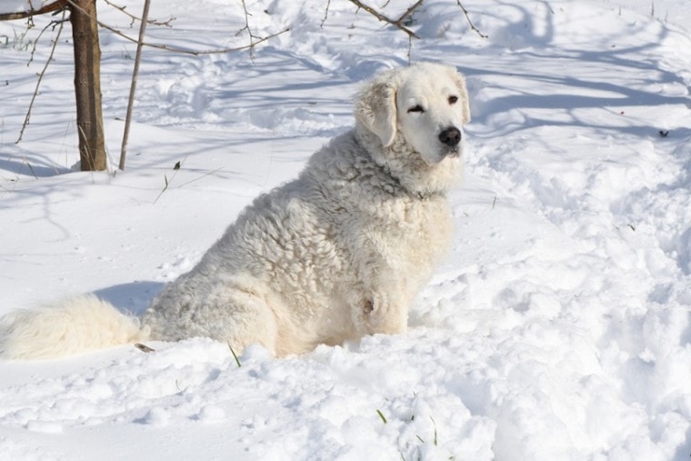 白警犬在雪地里坐着