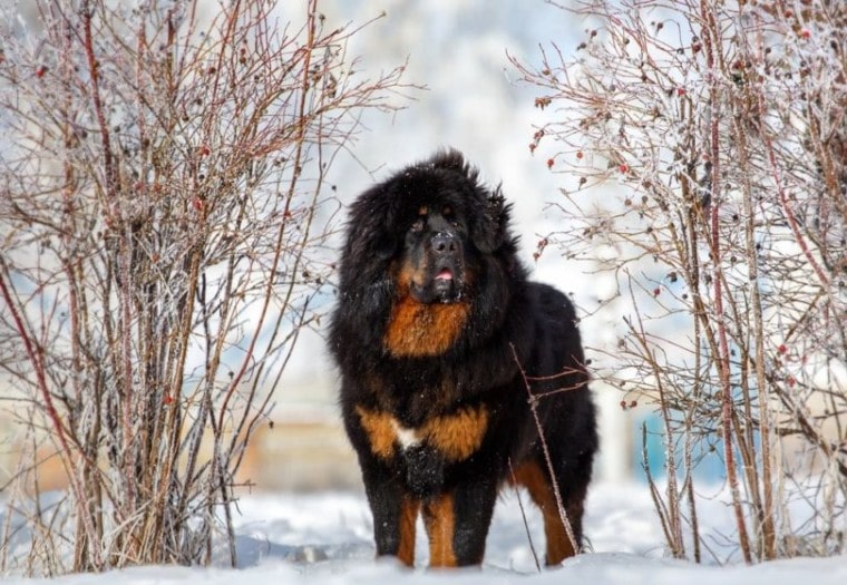 山西藏獒犬