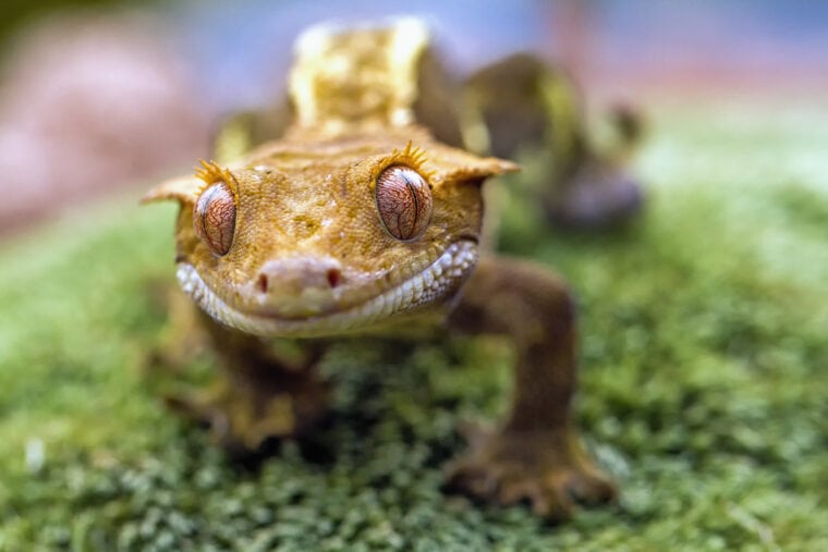 新喀里多尼亚骨架Gecko