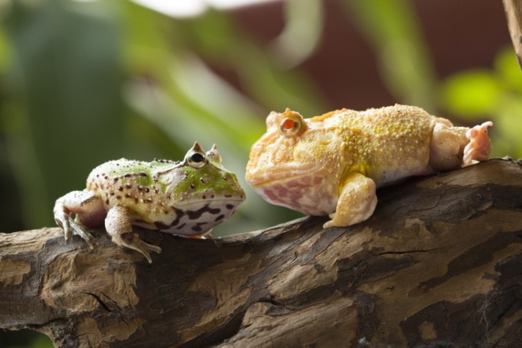 吃豆子Frog_agus fitriyanto suratno_Shutterstock
