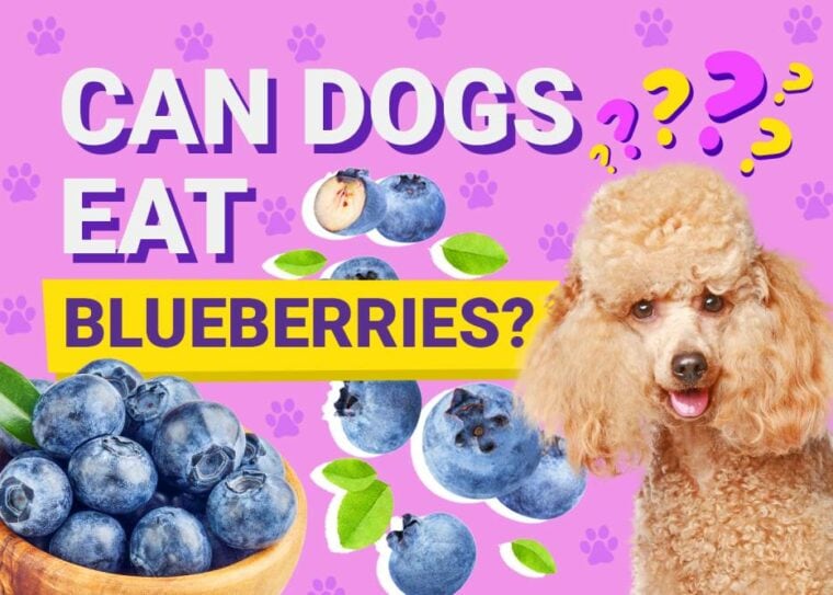 &#19975;&#21338;&#109;&#97;&#116;&#101;&#120;&#116;&#25163;&#26426;&#23448;&#32593;可狗吃蓝莓