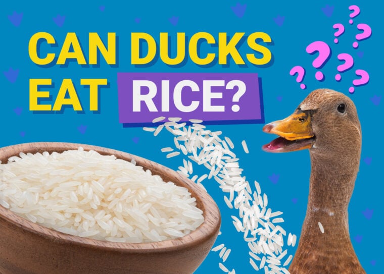 PetKeen_Can鸭子Eat_rice