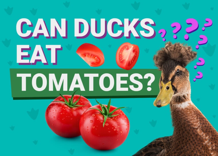 PetKeen_Can鸭子Eat_tomatoes (1)