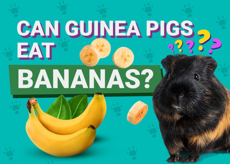 可以豚鼠Eat_bananas