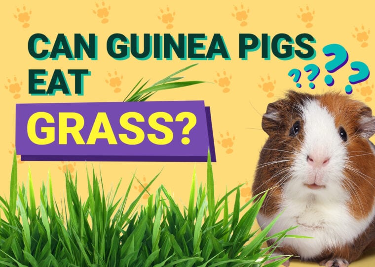 可以豚鼠Eat_grass