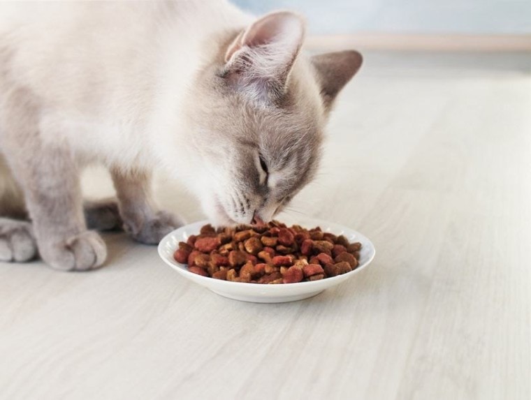 吃从碗的暹罗猫干食物