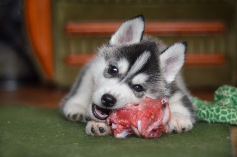 西伯利亚husky-dog-puppy-eating-a-meat_Hyper-Set_shutterstock