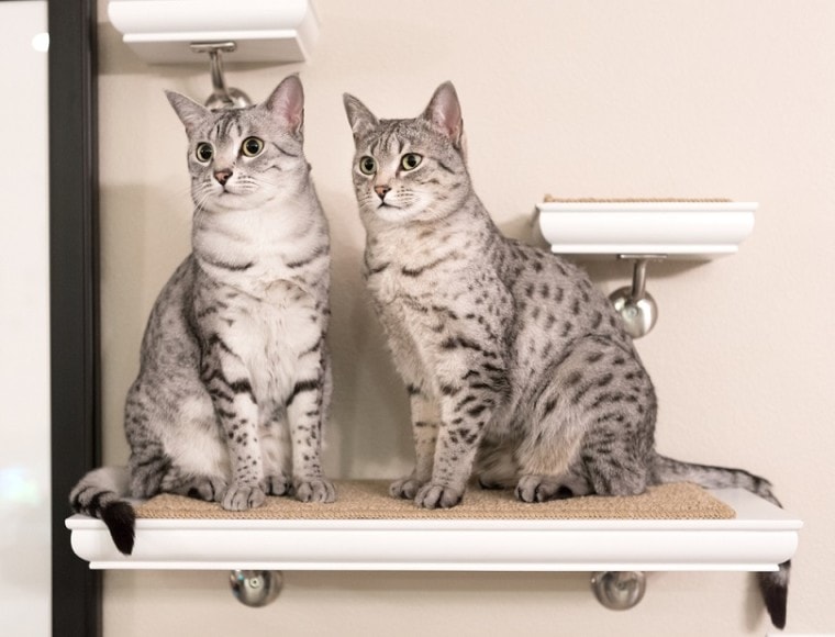两个可爱的埃及猫的猫