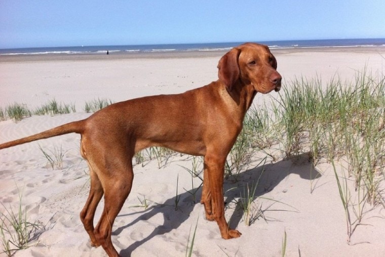 维希拉猎犬狗在海滩上