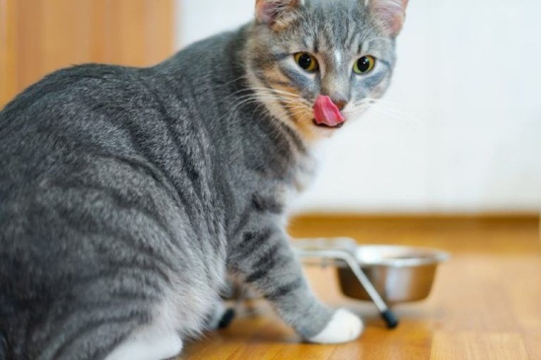 猫吃完盘子里的食物