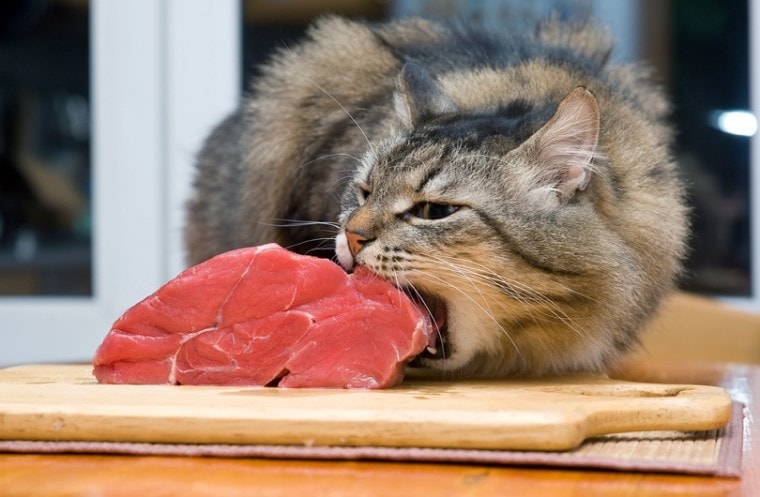 猫吃块肉