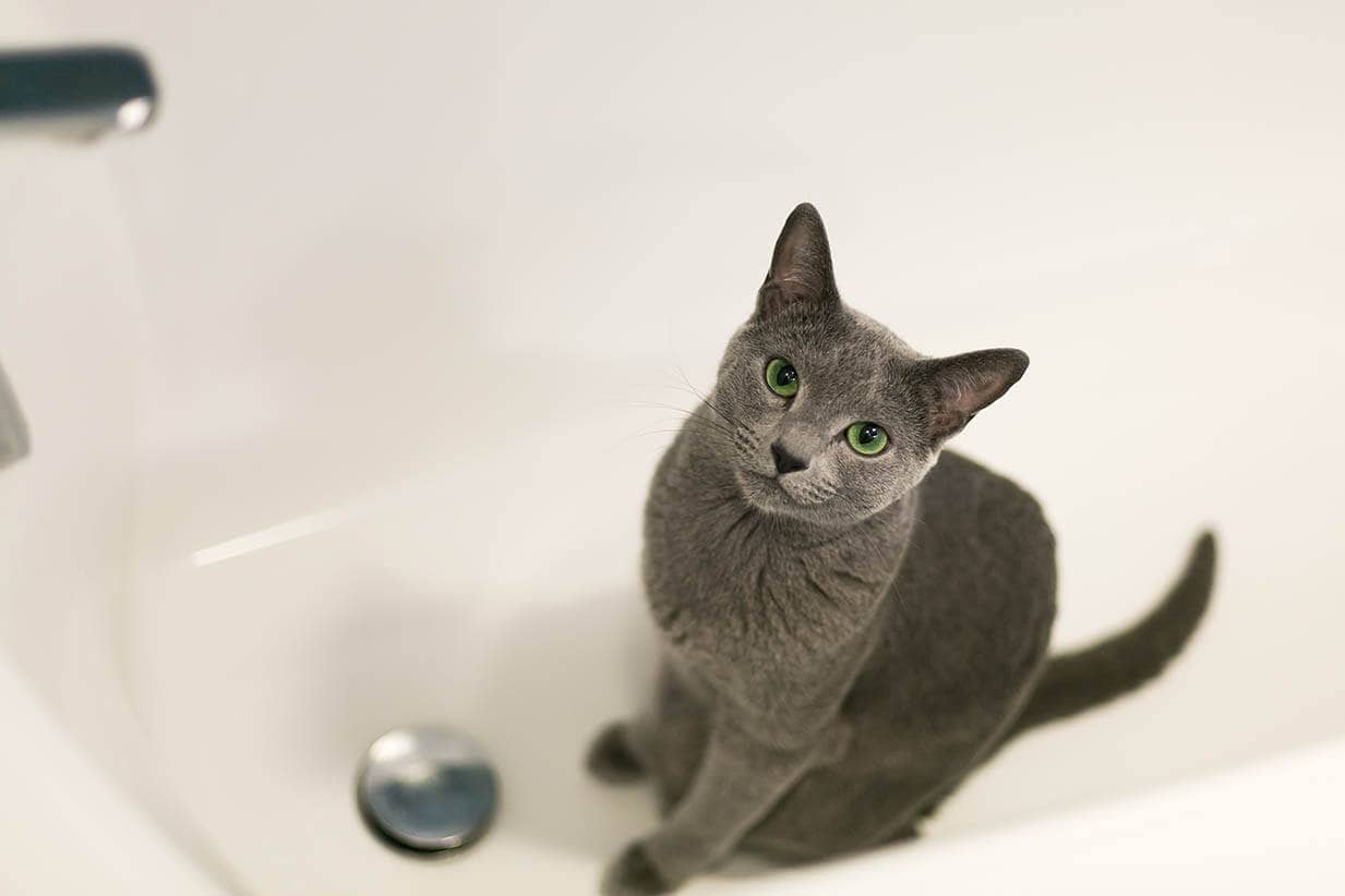 浴缸里的猫