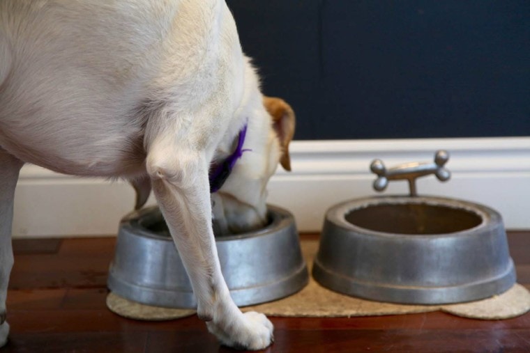 狗在喝水的碗