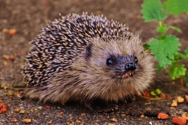 Hedgehog wild_piqsels.