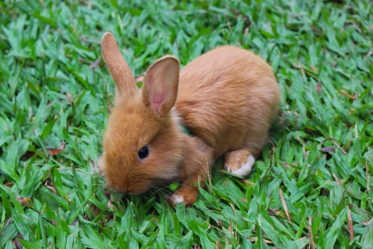 兔子在grass_ Moriarty_Pixabay院长