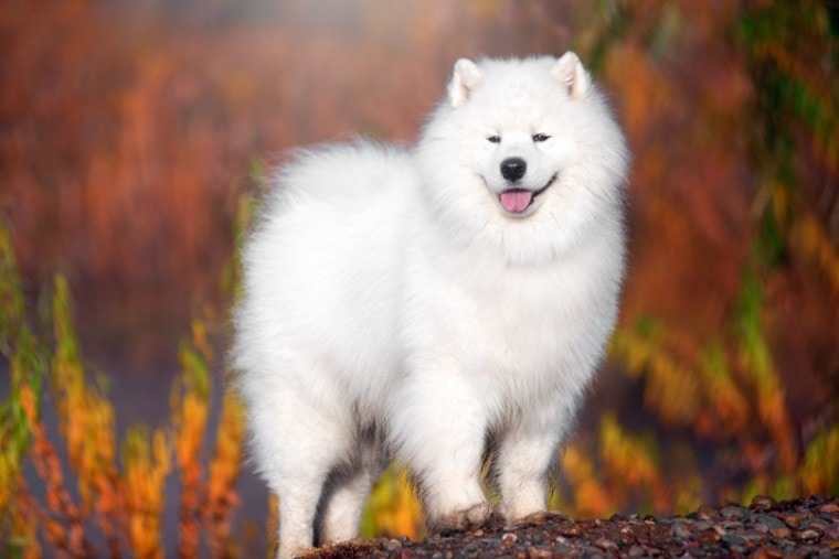 白色的萨莫耶德人的狗在一个美丽的森林