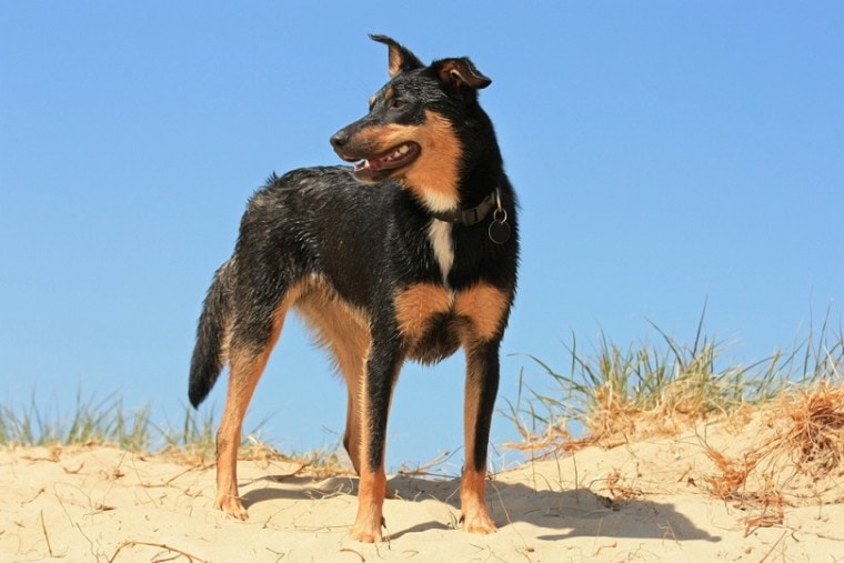澳大利亚卡尔比狗在海滩上