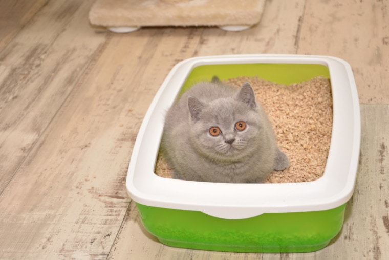 猫砂盒_lilia Solonari_Shutterstock