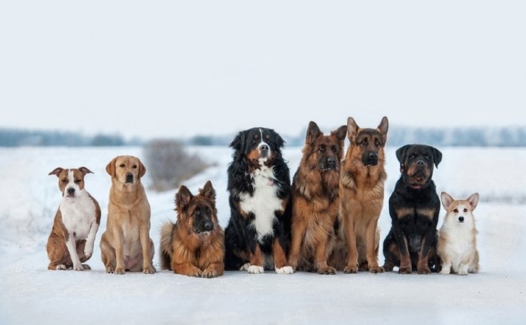 不同的狗在雪地上,独万博matext手机官网特的母狗的名字独特的公狗的名字