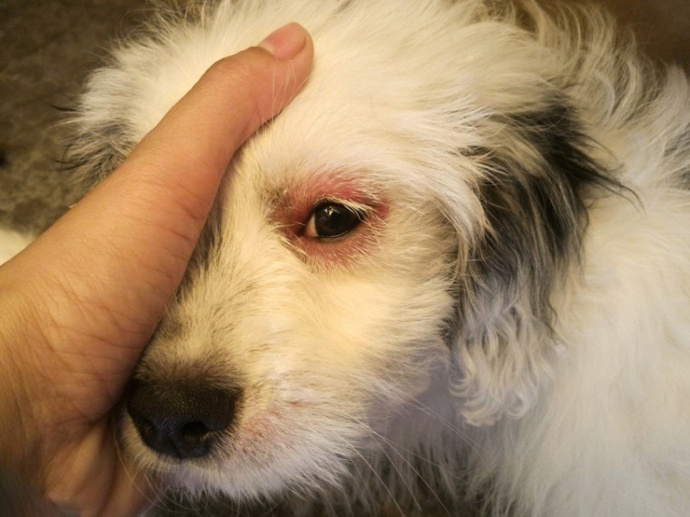 狗的眼睛感染
