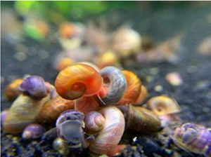 Kazen水生调色鹦鹉螺蜗牛实际