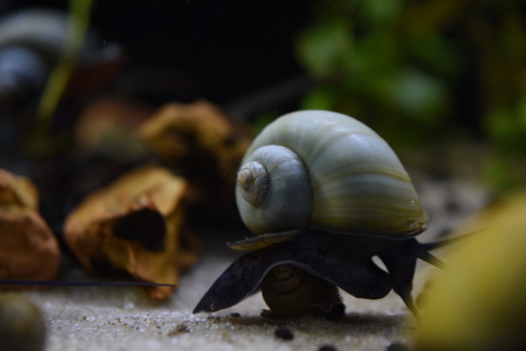 神秘的蜗牛在water_MHawkinson_Shutterstock