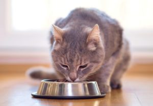 一只猫吃干猫粮