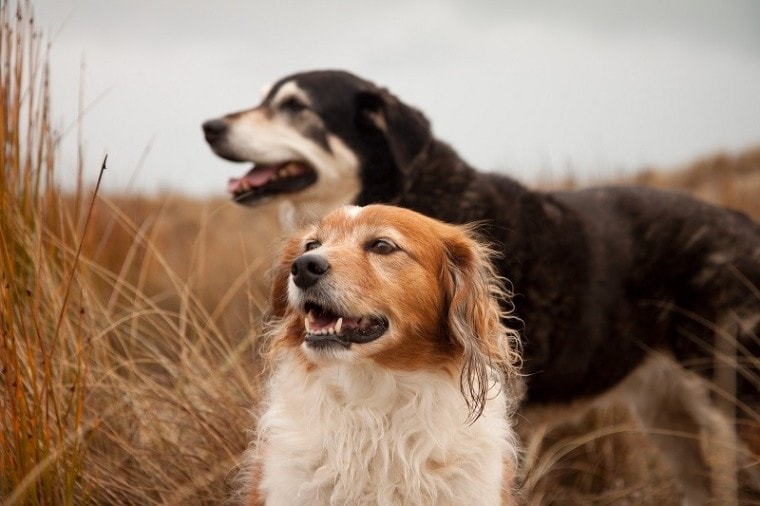 两个微笑的狗快乐外面交配万博matext手机官网