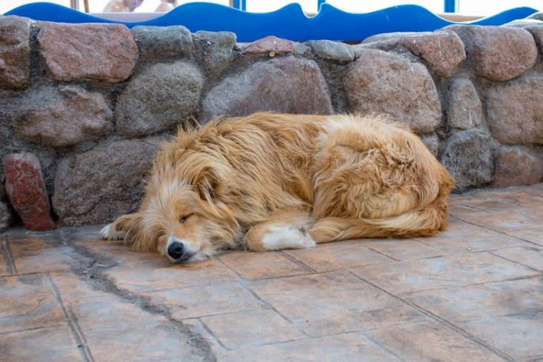 巴拉迪睡眠dog_Quisquilia_shutterstock