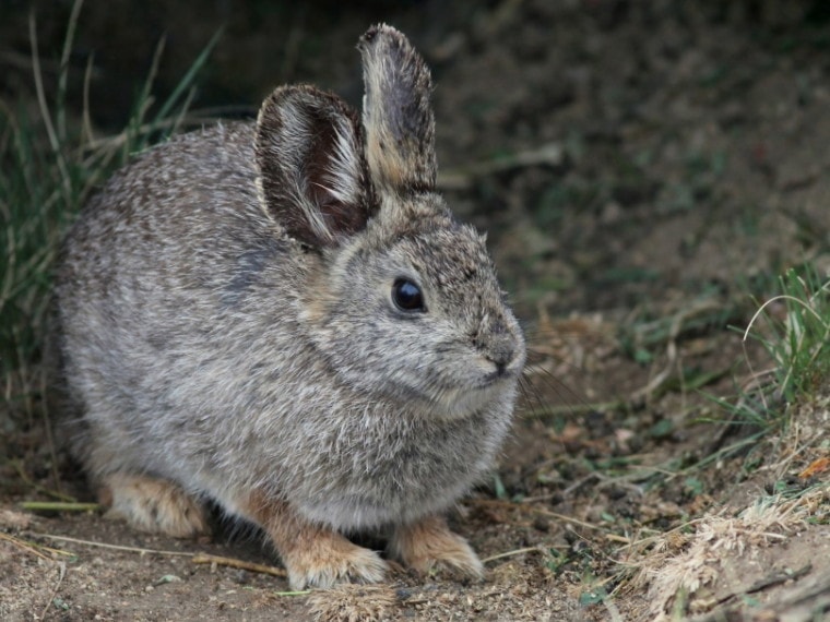 哥伦比亚盆地侏儒rabbit_Randy Bjorklund_Shutterstock