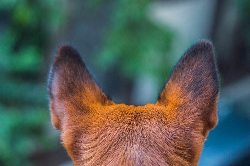 狗耳朵