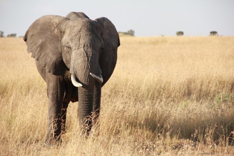 大象在坦桑尼亚