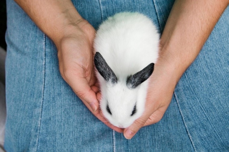 手中拿着一只兔子