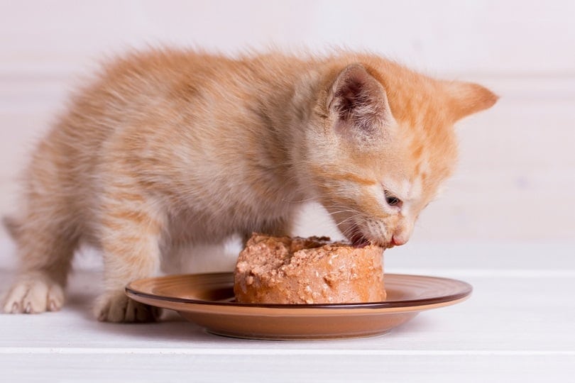 小猫吃湿的食物