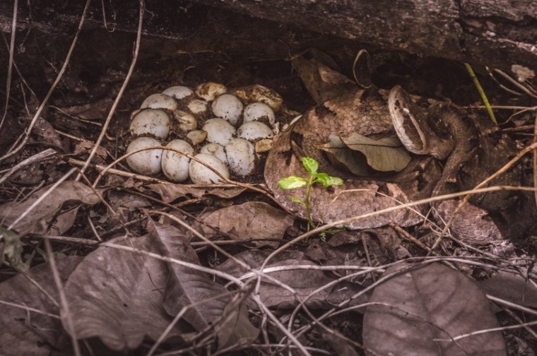 蛇nest_Aree_Shutterstock
