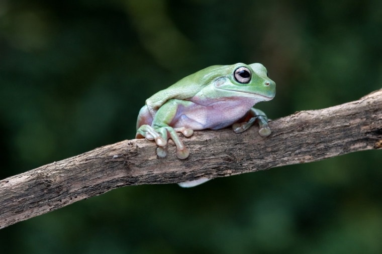 白色的树Yuwono_Shutterstock frog_Frank B