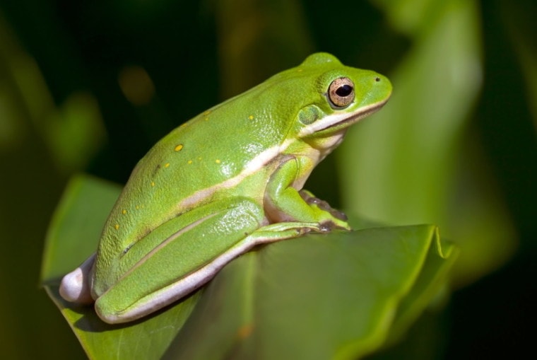 美国绿树蛙