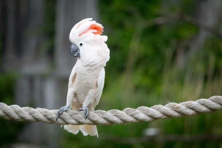 摩鹿加群岛的salmon-crested风头鹦鹉