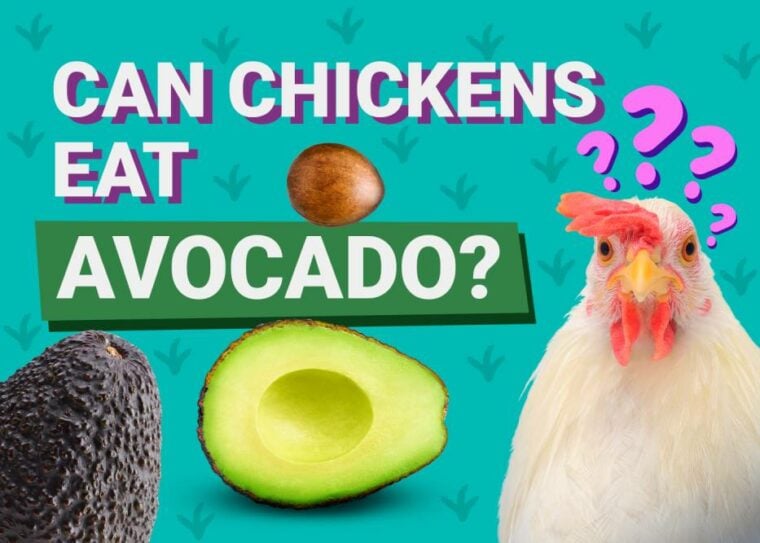 可鸡吃avocado