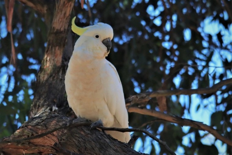 Sulphur-Crested风头鹦鹉鸟在树枝上