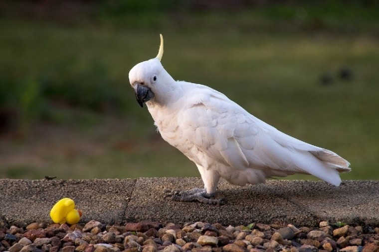 外面Sulphur-Crested风头鹦鹉玩玩具