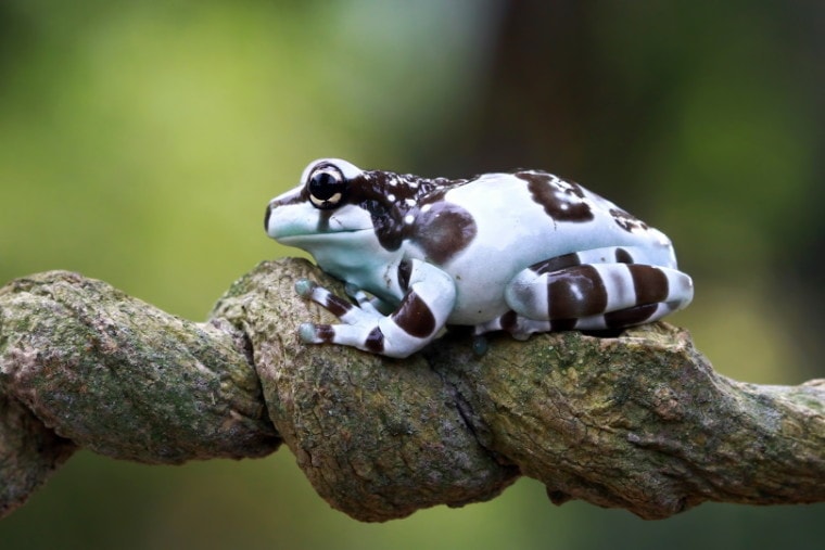 亚马逊牛奶frog_Kurit afshen_Shutterstock