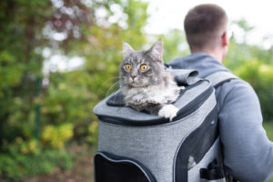 猫在一个背包
