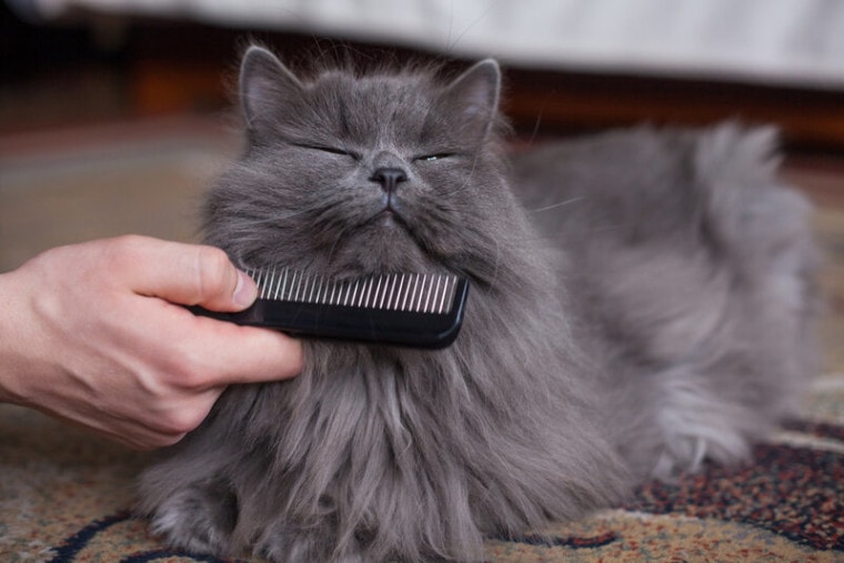 长头发的灰猫在梳理人类的快乐
